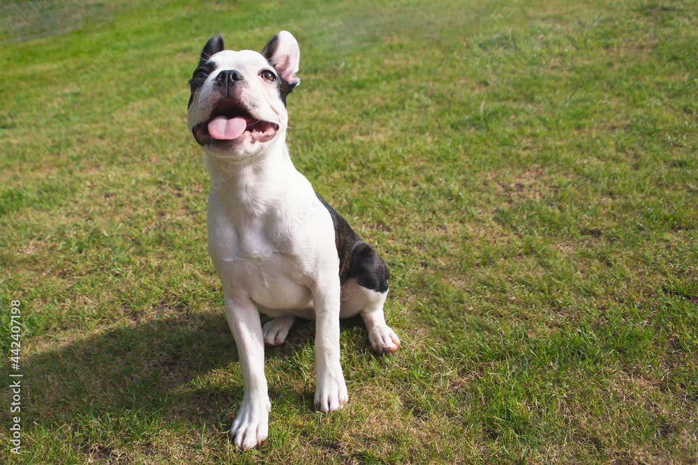 Boston Terrier puppy sitting on grass outside looking up smiling.