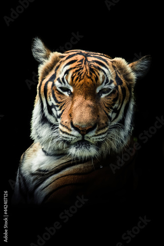 Malayan tiger (Panthera tigris tigris), with a beautiful dark background. Colourful endangered animal with orange hair sitting on the ground in the forest. Wildlife scene from nature, Malaysia