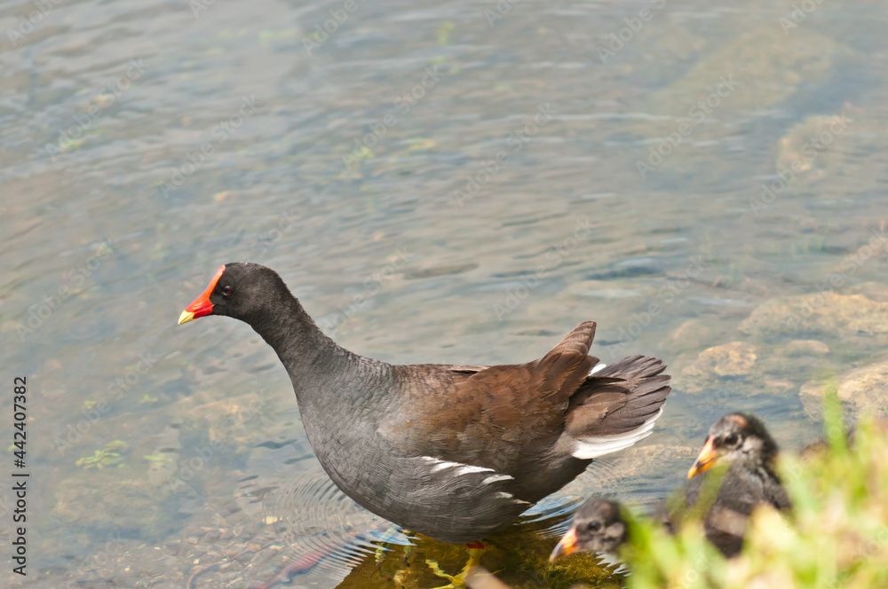 Gallinula-morehen at a tropical lake, standing, with two chicks, on shoreline or swimming, on overcast day Gallinula-morehen at a tropical lake, standing, with two chicks, on shoreline or swimming, on overcast day