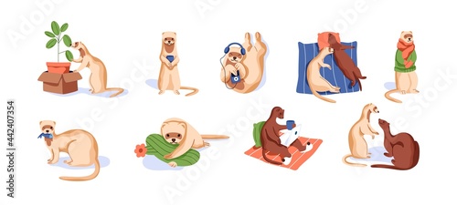 Set of cute ferrets resting, eating, listening to music and lying. Scenes with funny weasels. Happy adorable animals. Colored flat vector illustration of sweet minks isolated on white background.