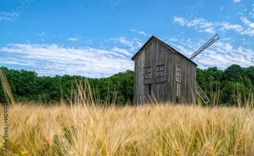 Old abandoned wooden mill and wheat summer field photo