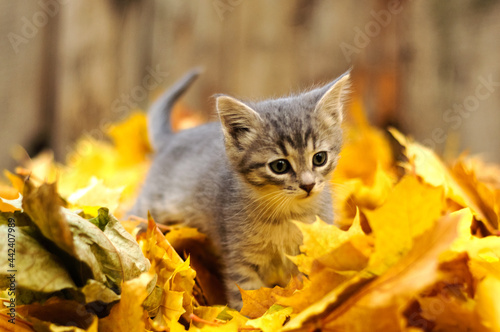 gray kitten in autumn leaves