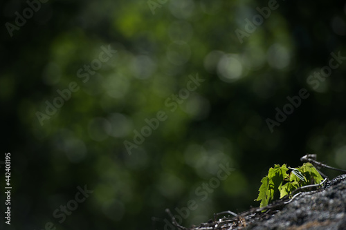 tiny maple tree branch with green leaves growing out of rock with open background space of green bokeh on black background in northern Ontario in summer 