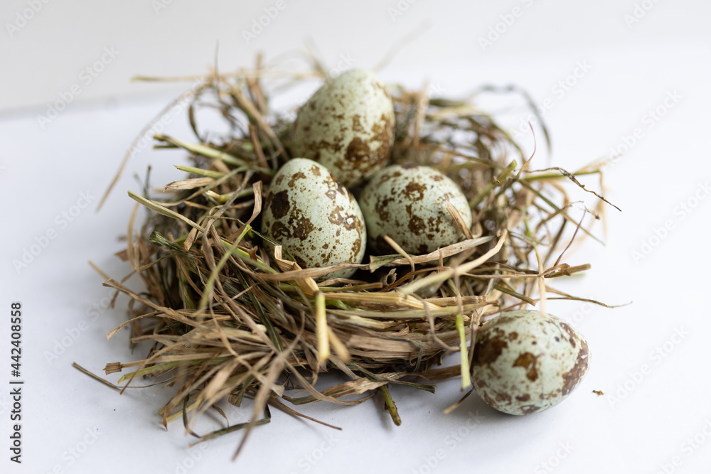 Obraz premium quail eggs in a nest