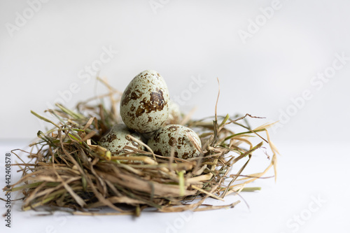 quail eggs in a nest