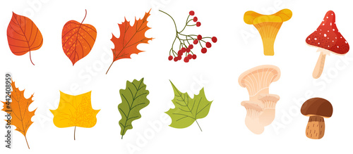 autumn set. Colorful leaves, berries and mushrooms in a cartoon style. Vector illustration