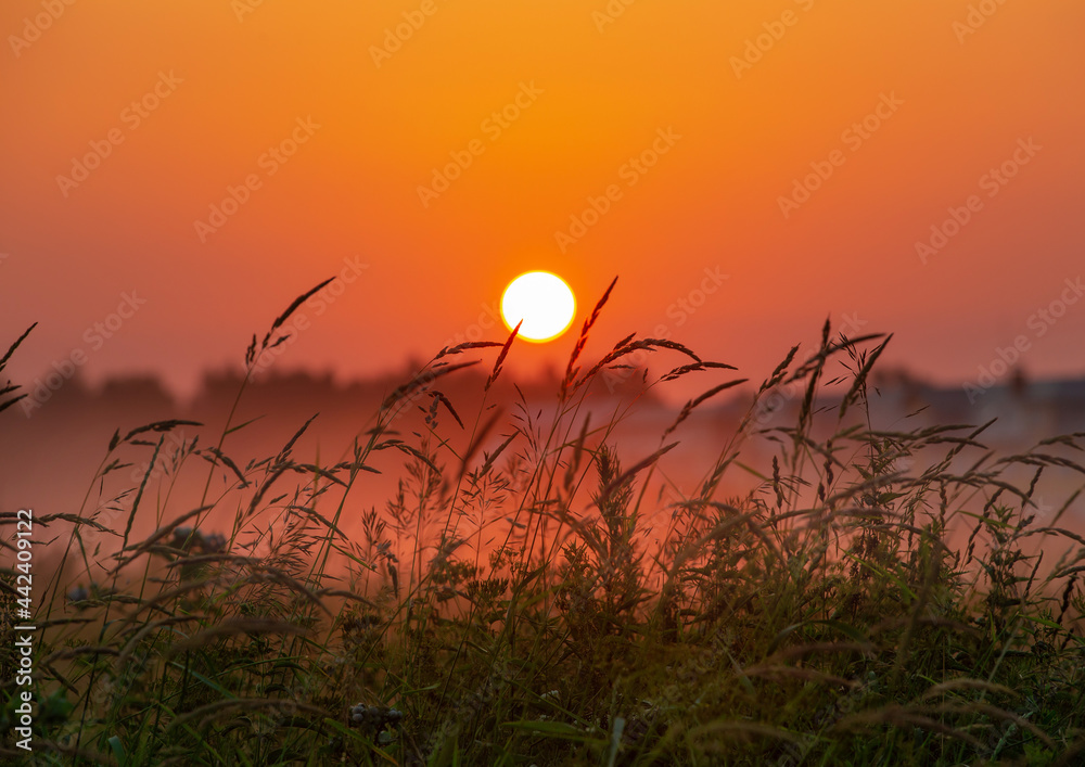 summer morning, dawn over a field with grass, sky without clouds