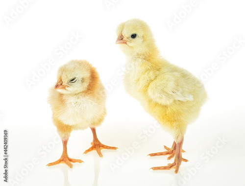 Two little cute newborn yellow baby chickens on a white background