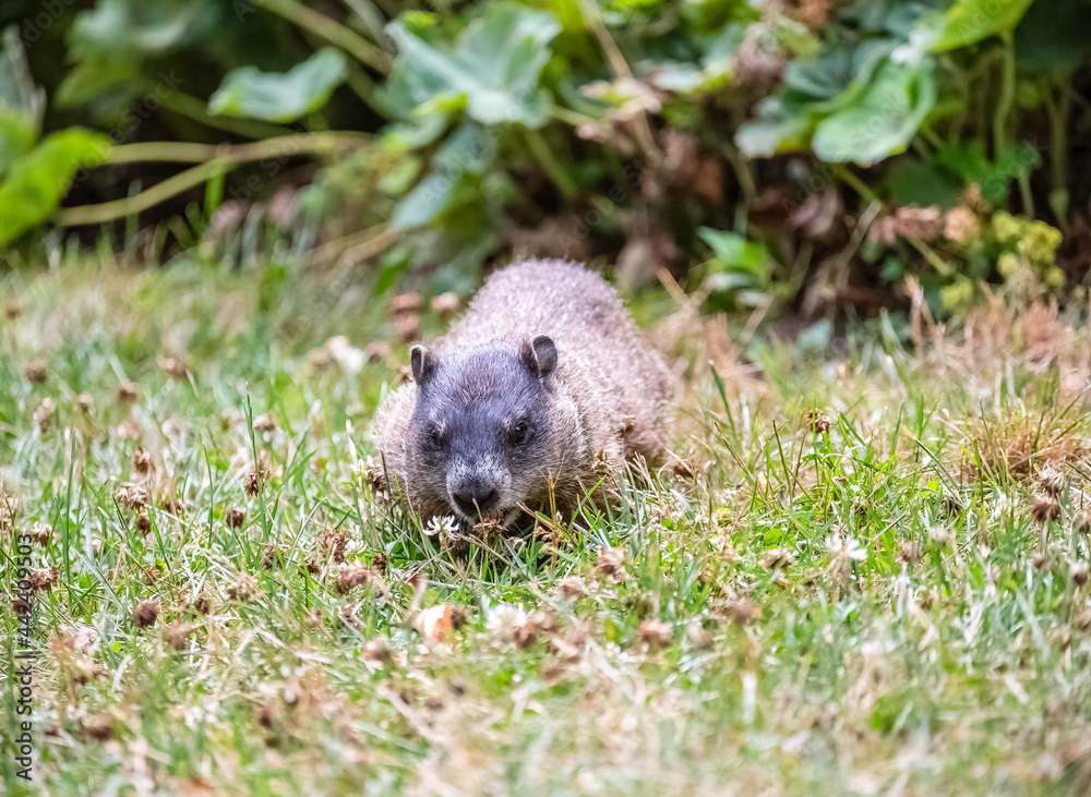 A groundhog looking to see what is going on at Edwards Garden. A groundhog looking to see what is going on at Edwards Garden.