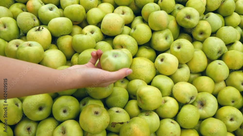Green apples are on shelf in supermarket.
Girl takes apple from fruit shelf in store, examines it and puts it out. Green apples are on shelf in supermarket.
Girl takes apple from fruit shelf in store, examines it and puts it out.