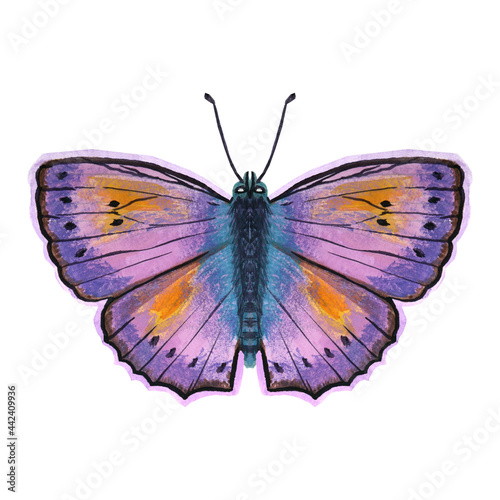 Lilac butterfly on a white background