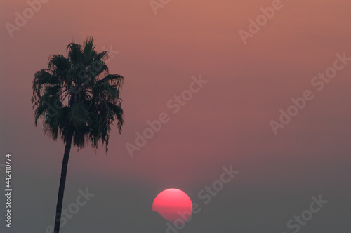 This image show the rising sun and a palm tree during a wildfire in California with abbundant smoke in the air.