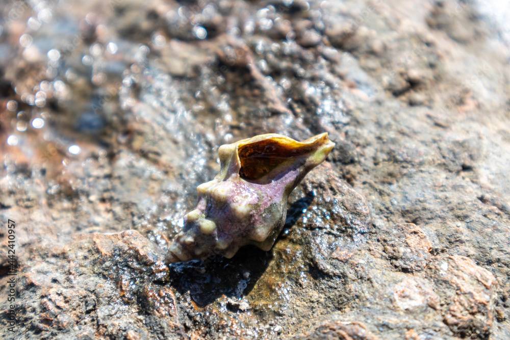 Hermit crab hidden in mollusc hard shell close-up on rock surface under Mediterranean summer sun on sea shore. Marine wild life Hermit crab hidden in mollusc hard shell close-up on rock surface under Mediterranean summer sun on sea shore. Marine wild life