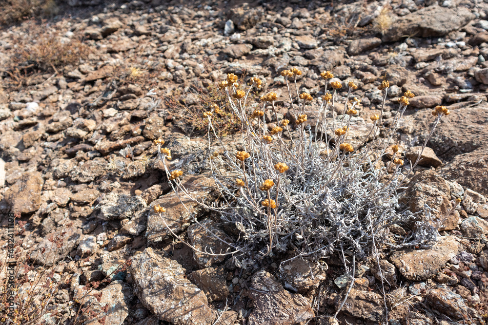 Wild Helichrysum arenarium grass bush on dry rocky ground close-up in Greece. Dry dwarf everlast or immortelle, wild natural botany Wild Helichrysum arenarium grass bush on dry rocky ground close-up in Greece. Dry dwarf everlast or immortelle, wild natural botany