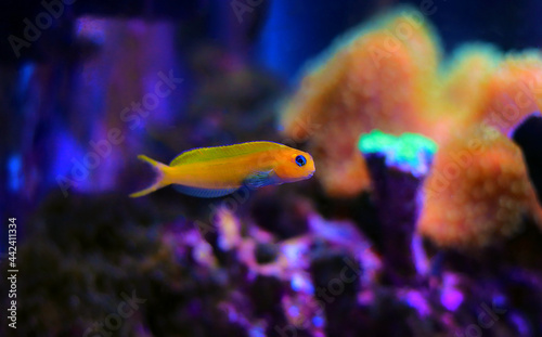 Yellow Midas Blenny fish in coral reef aquarium tank