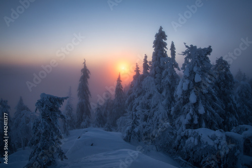 Quadro em tela Foggy sunrise in finnish forest Koli Finland
