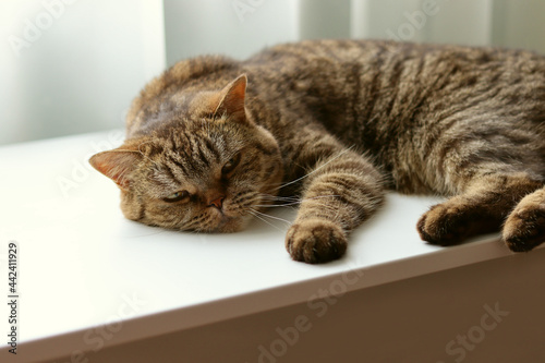 A striped cat is lying on a white surface