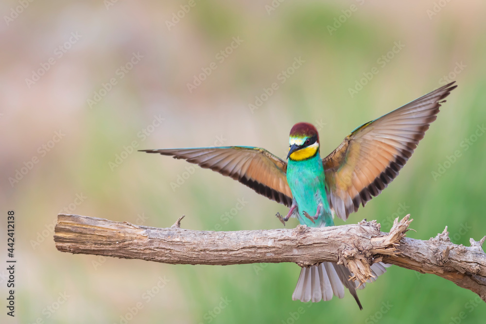 Colorful bird and its hunt. Yellow green nature background. Bird: European Bee eater. Merops apiaster. Colorful bird and its hunt. Yellow green nature background. Bird: European Bee eater. Merops apiaster.