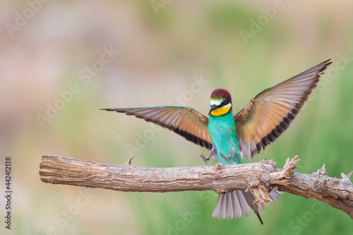 Colorful bird and its hunt. Yellow green nature background. Bird: European Bee eater. Merops apiaster.  © serkanmutan