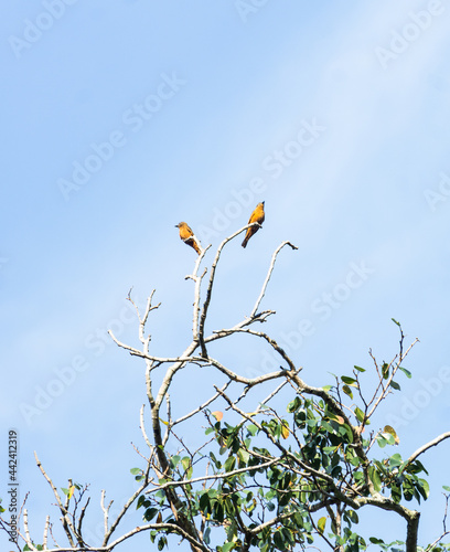 Pássaros em árvores