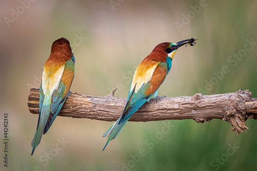 Colorful bird and its hunt. Yellow green nature background. Bird: European Bee eater. Merops apiaster. 