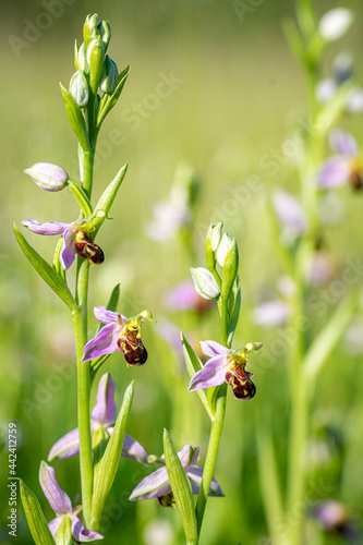 Bee orchid wild flower, ophrys apifera