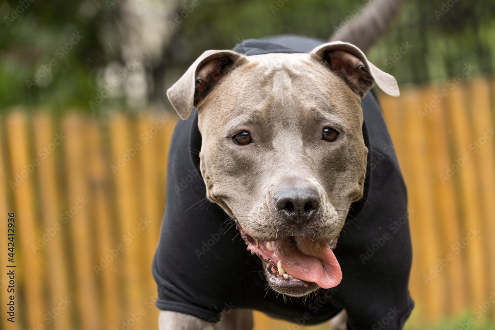 Pit bull dog in a black sweatshirt playing in the park on a cold day. Pit bull in dog park with ramp, green grass and wooden fence.
