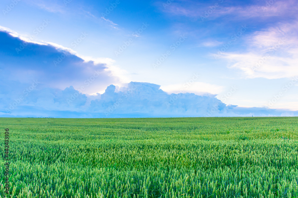 Green wheat field against the backdrop of a dramatic sky in the rays of the setting sun