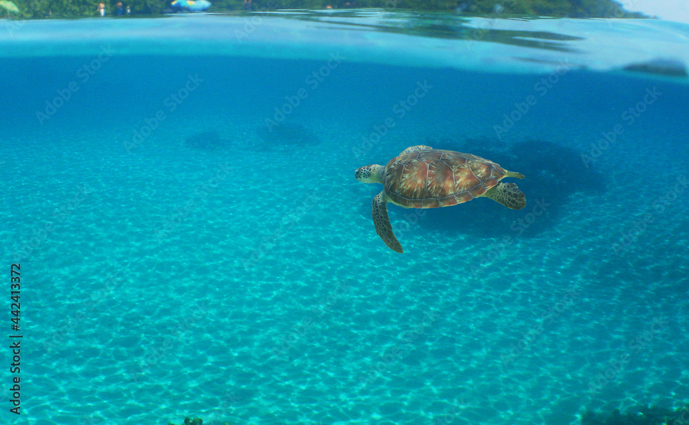 underwater sea turtle , caribbean sea , Venezuela underwater sea turtle , caribbean sea , Venezuela