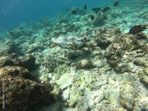 Fototapeta Naklejka Na Ścianę i Meble -  Schools of colorful tropical fish swimming around corals on a tropical reef in Maldives.