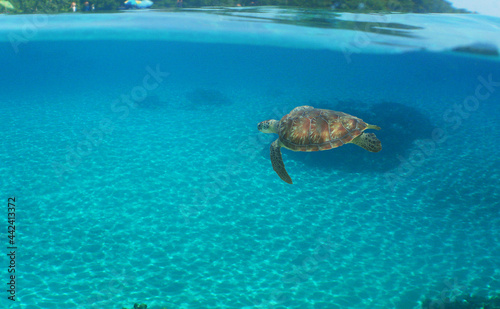  underwater sea turtle , caribbean sea , Venezuela 