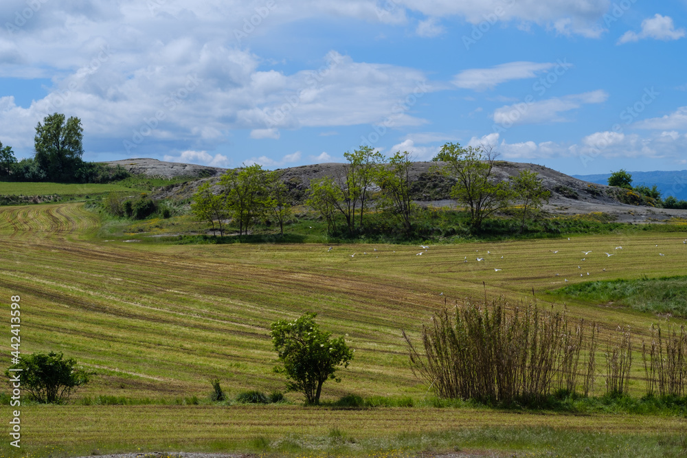 Green countryside field landscape on a blue sky