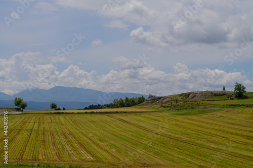 Yellow agriculture fields on a blue cloudscape © jordieasy