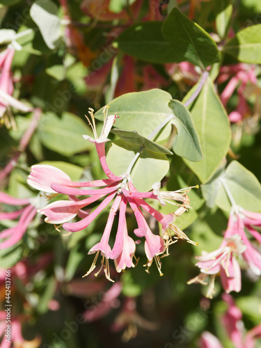 (Lonicera heckrottii) Chèvrefeuille à flamme dorée à fleurs verticilles en trompettes roses foncé, lèvres jaunes, saumonées, blanches et rouges, feuilles ovales, par paire, vert bleuté photo