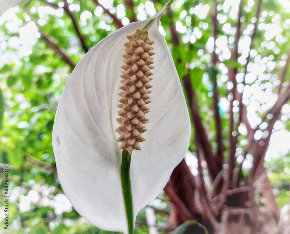 a water lily in bloom brightly with a flower pistil a water lily in bloom brightly with a flower pistil