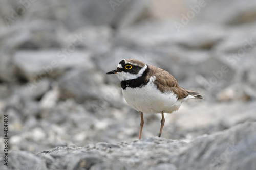 Little Ringed Plover // Flußregenpfeifer (Charadrius dubius) photo