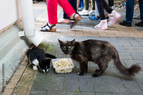stray cats on a busy street eat from a bowl