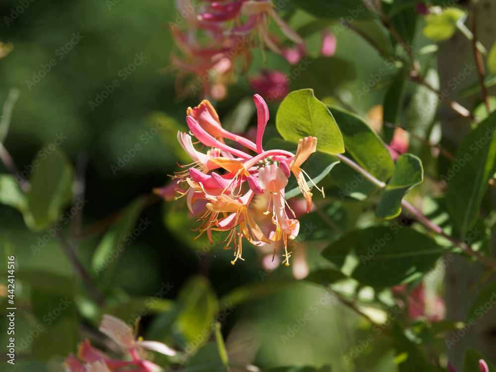 (Lonicera heckrottii) Chèvrefeuille flamme dorée à grandes fleurs rose à rouge vif à l'extérieur et jaune orangés à l'intérieur dans un feuillage vert bleuté (Lonicera heckrottii) Chèvrefeuille flamme dorée à grandes fleurs rose à rouge vif à l'extérieur et jaune orangés à l'intérieur dans un feuillage vert bleuté