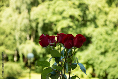 bouquet of roses on a background of green trees
