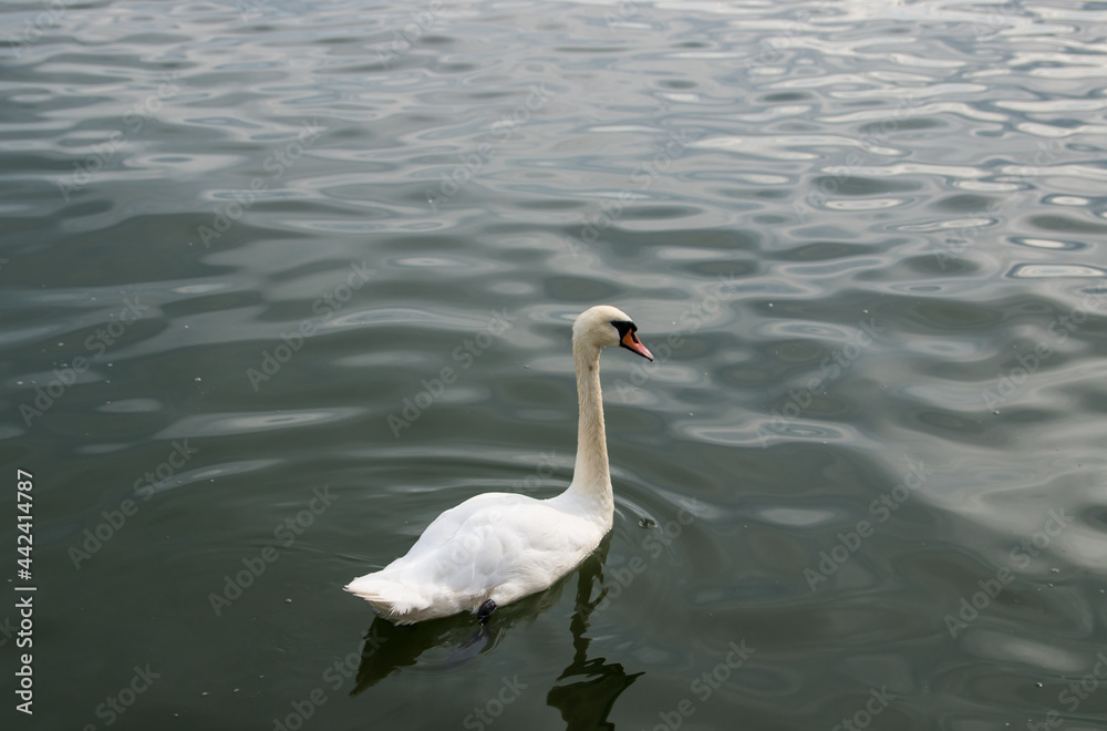 White Swan . Mute swan in the middle of the water. White Swan . Mute swan in the middle of the water.
