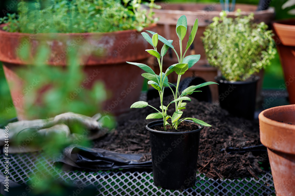 Planting herbs, sage ready to be transplanted into container garden pot Planting herbs, sage ready to be transplanted into container garden pot