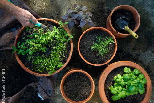 Overhead view of hand with hose watering freshly planted herbs growing in container garden pots