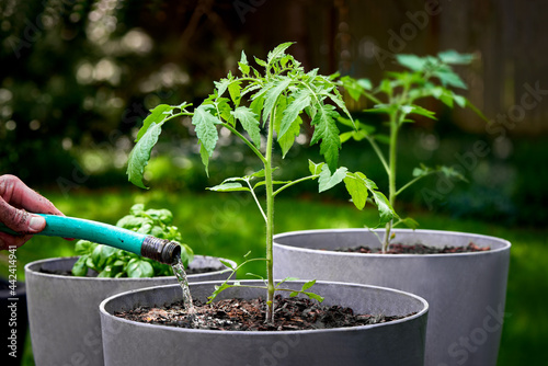 Watering newly planted tomatoes and potted basil growing in a container garden