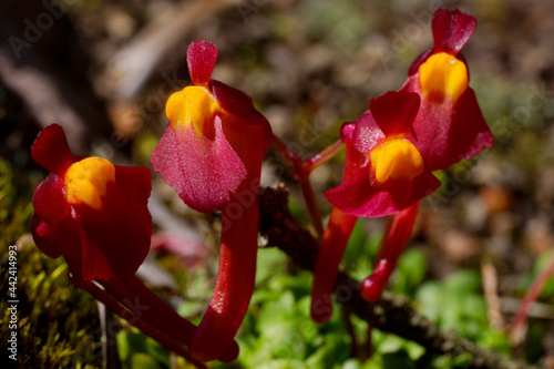 Four red flowers of the tuberous bladderwort Utricularia menziesii, Australia photo