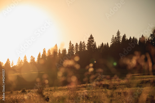 Warm and sunny evening forrest background