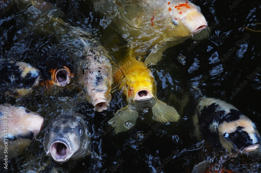 Japanese'Nishikigoi'is a popular carp as a'Swimming jewel'in Japanese