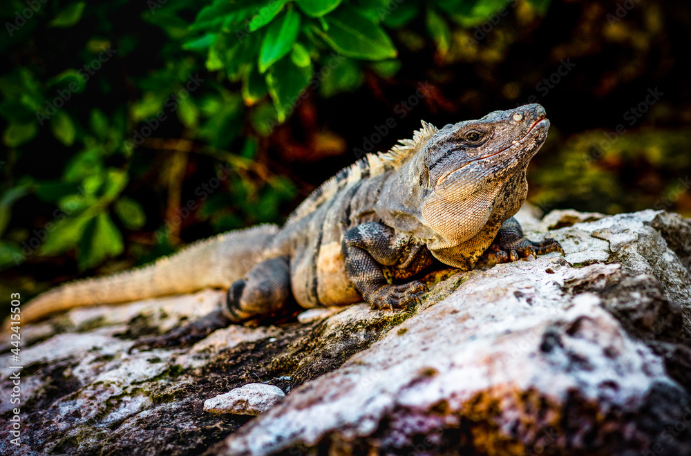 Obraz premium iguana on the rock
