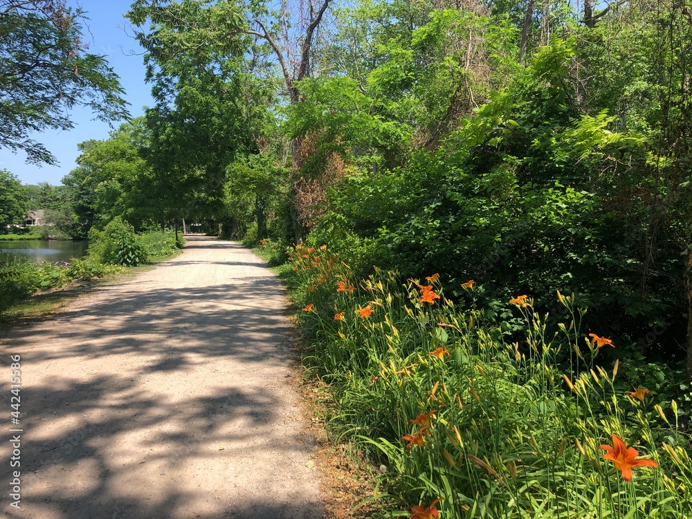 Orange lilies in bloom in Southards Pond Park in Babylon, Long Island, New York. Orange lilies in bloom in Southards Pond Park in Babylon, Long Island, New York.