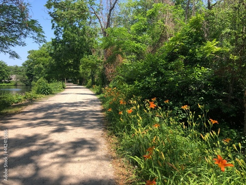 Quadro em tela Orange lilies in bloom in Southards Pond Park in Babylon, Long Island, New York