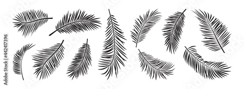 Palm leaves icon vector, exotic branch plant set isolated on white background, black silhouettes coconut and banana jungle. Tropical hand drawn illustration
